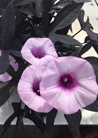 Ipomoea batatas 'Blackie'